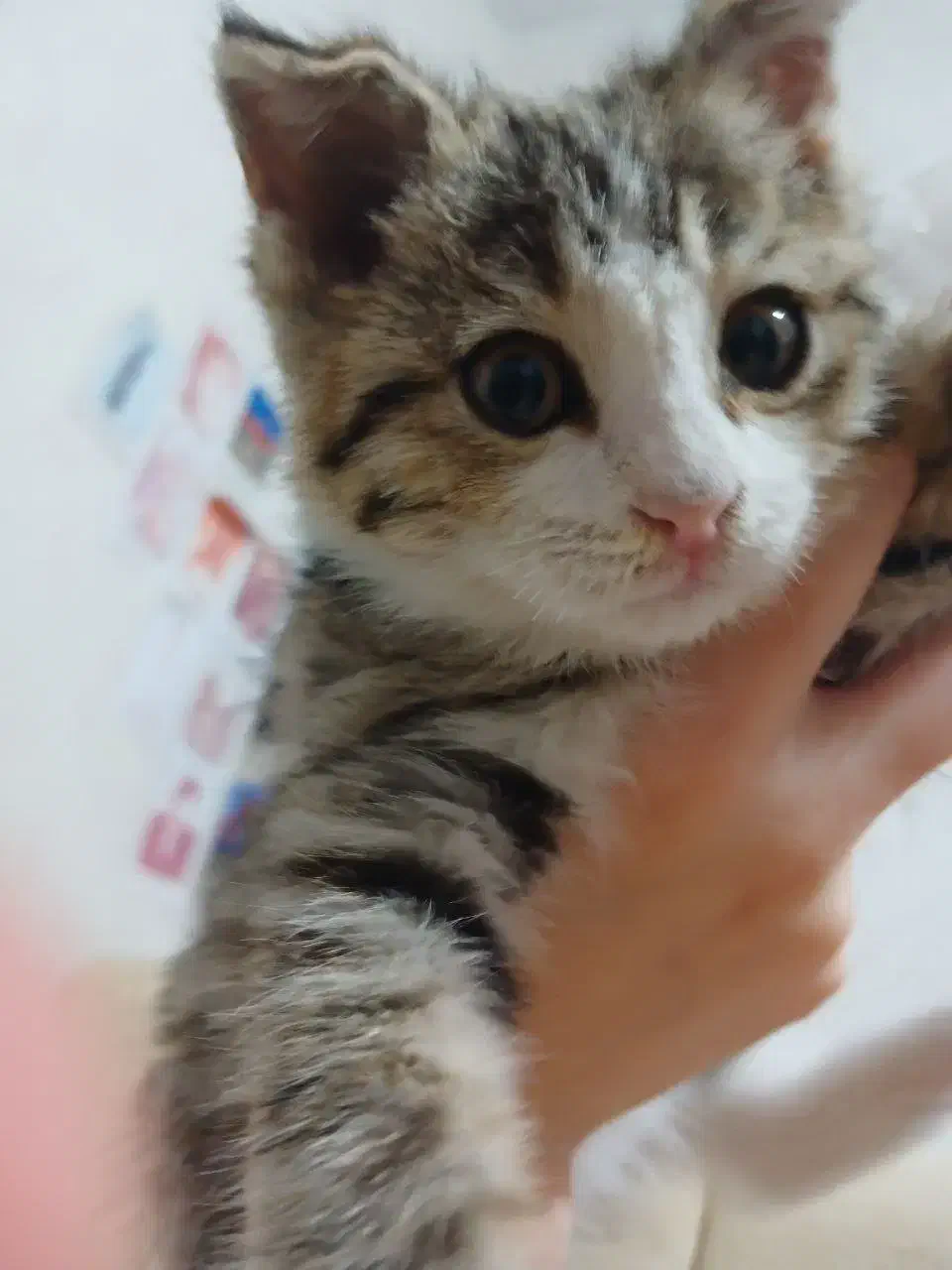 واگذاری رایگان بچه گربه|گربه|کرج, کیانمهر|دیوار