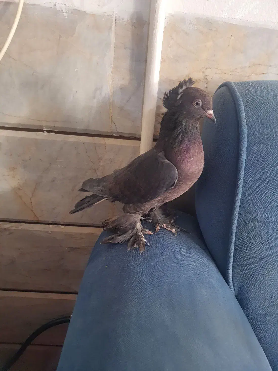 راعبی مشکی|پرنده|نجفآباد, شهدای غربی|دیوار