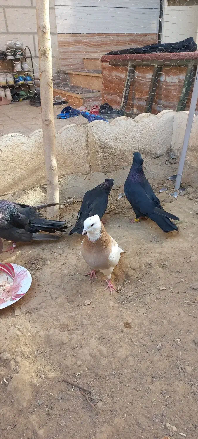 کبوتر صرب یا زاغ ابادانی|پرنده|تاکستان, |دیوار