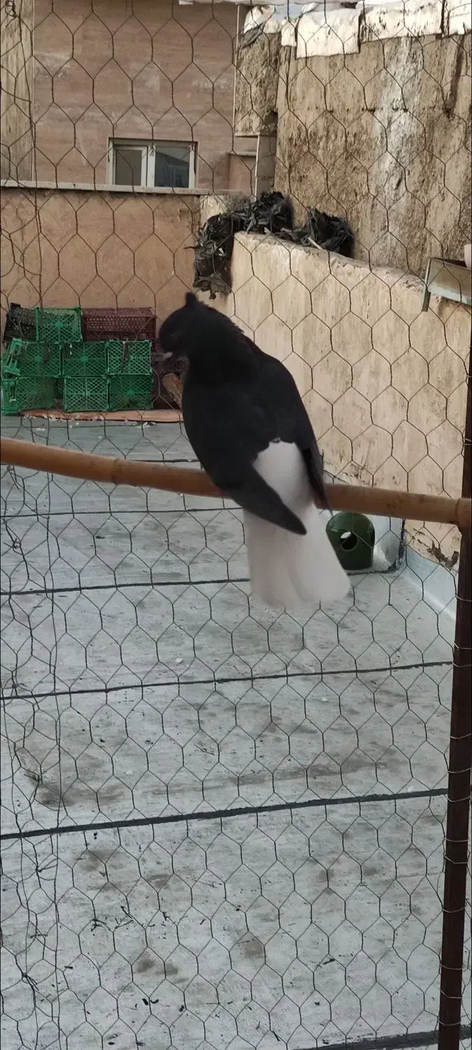 زاغ دم سفید ماده|پرنده|تهران, شهرک طالقانی|دیوار