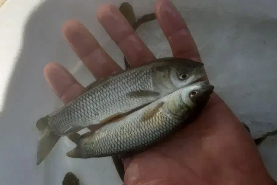 انواع بچه ماهی کپور امور ازاد فیتوفاک بیگهد|ماهی|آمل, |دیوار