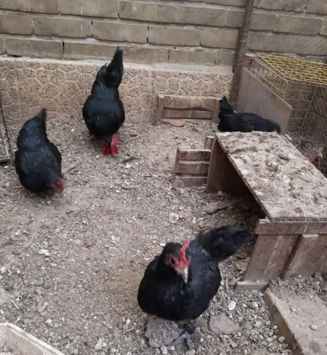 خروس ومرغ زنده مشکی و سفید برای قربانی|حیوانات مزرعه|تهران, کن|دیوار