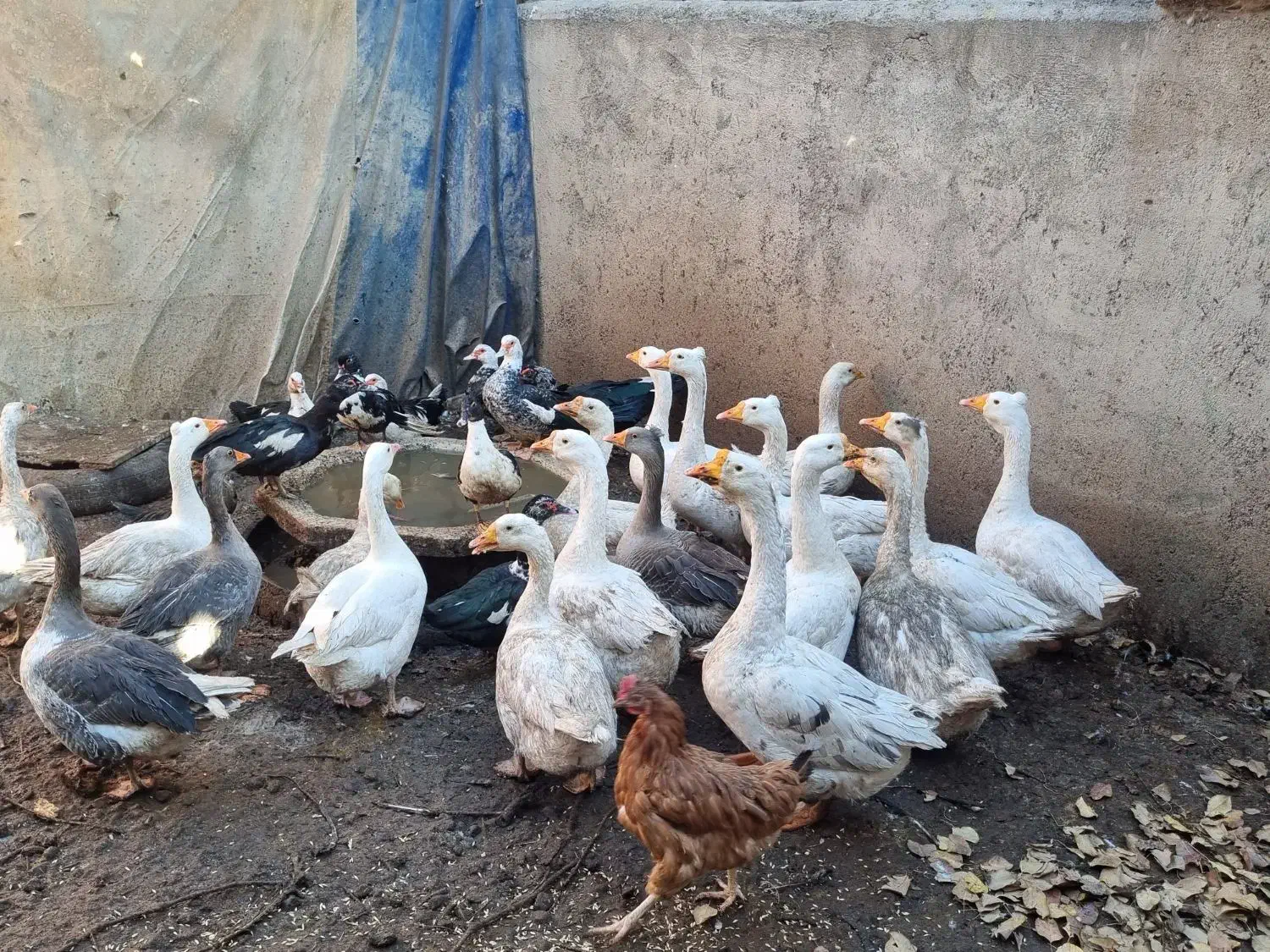 غازقو و  اردک اسرائیلی|حیوانات مزرعه|اردبیل, |دیوار