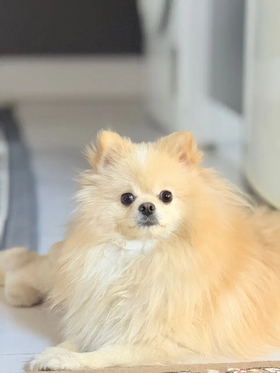 سگ پامر خرسی|سگ|بندرعباس, |دیوار