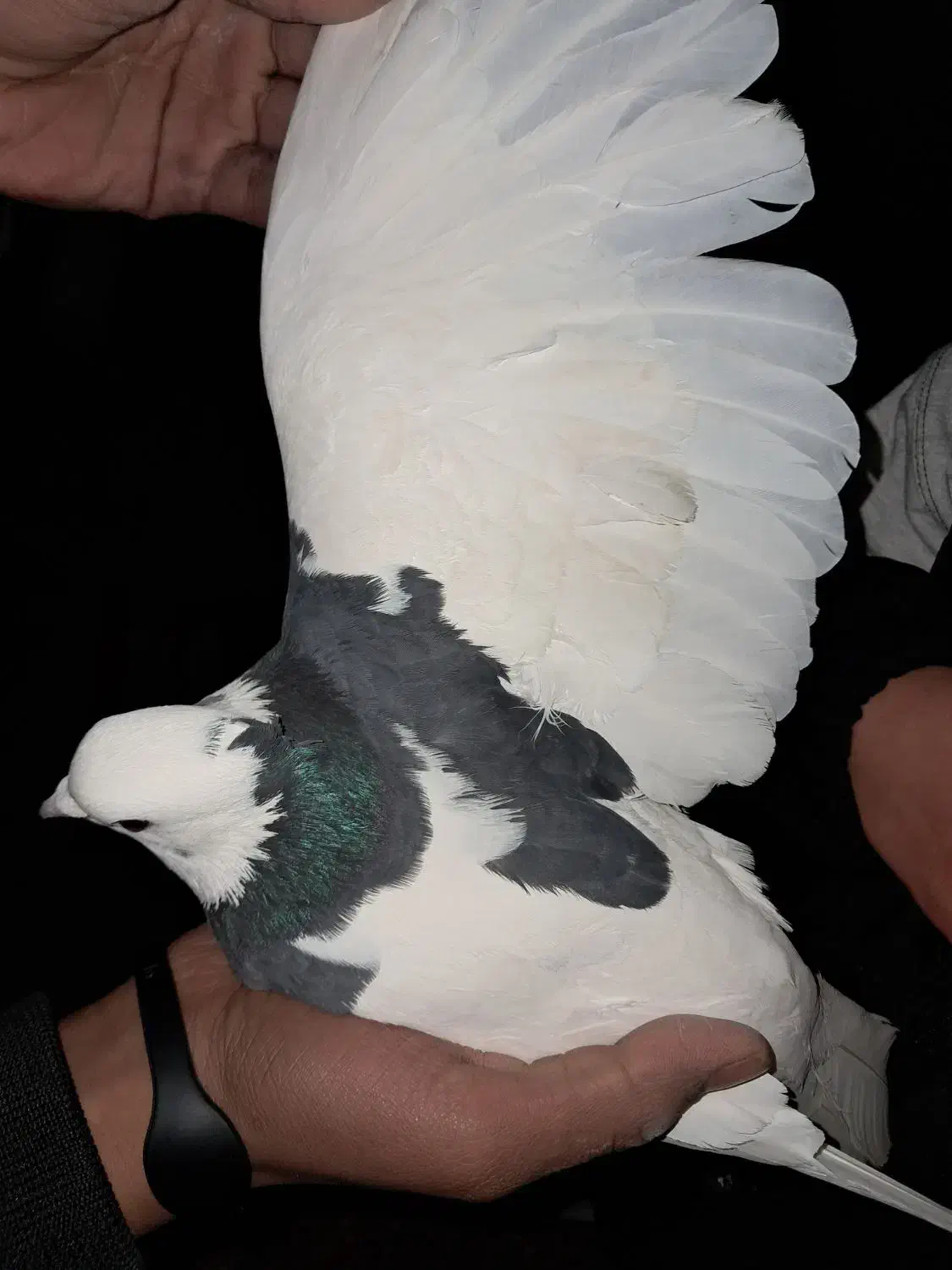 طوقی|پرنده|معمولان, |دیوار