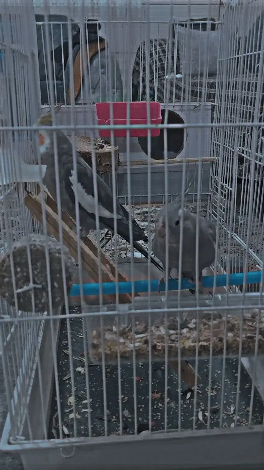 عروس هلندی جفت|پرنده|اشتهارد, |دیوار