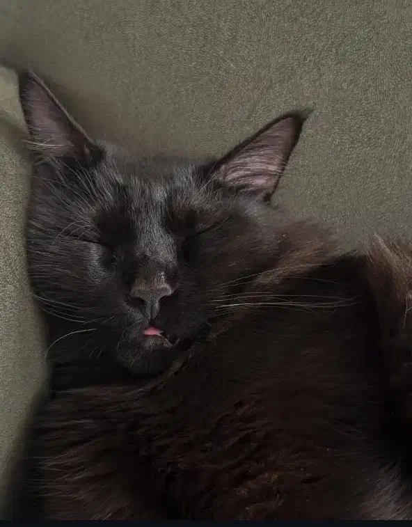 گربه تمام مشکی گمشده درشت جـُسهDSH|حیوانات|قشم, |دیوار