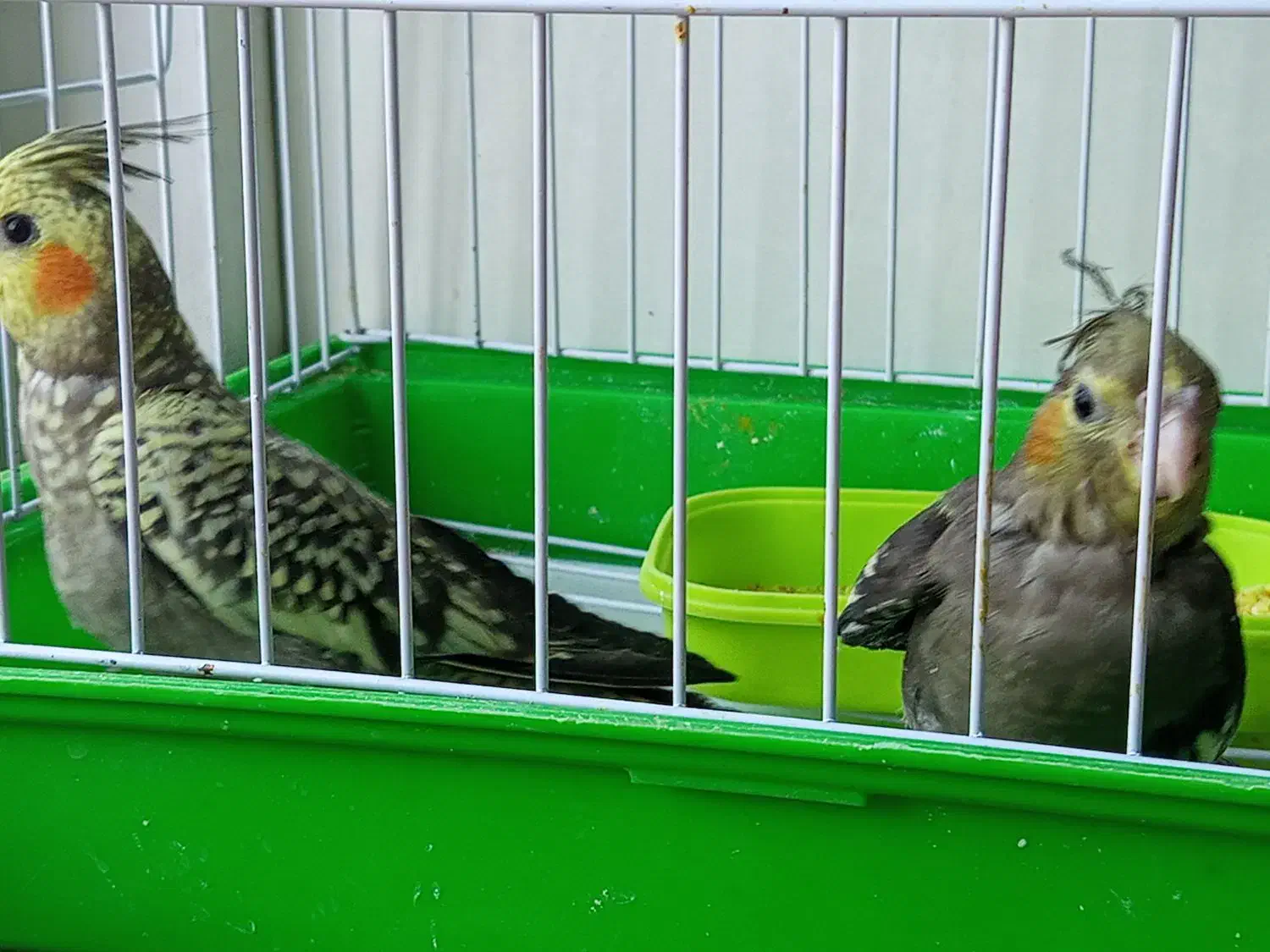 عروس هلندی|پرنده|کاشمر, |دیوار