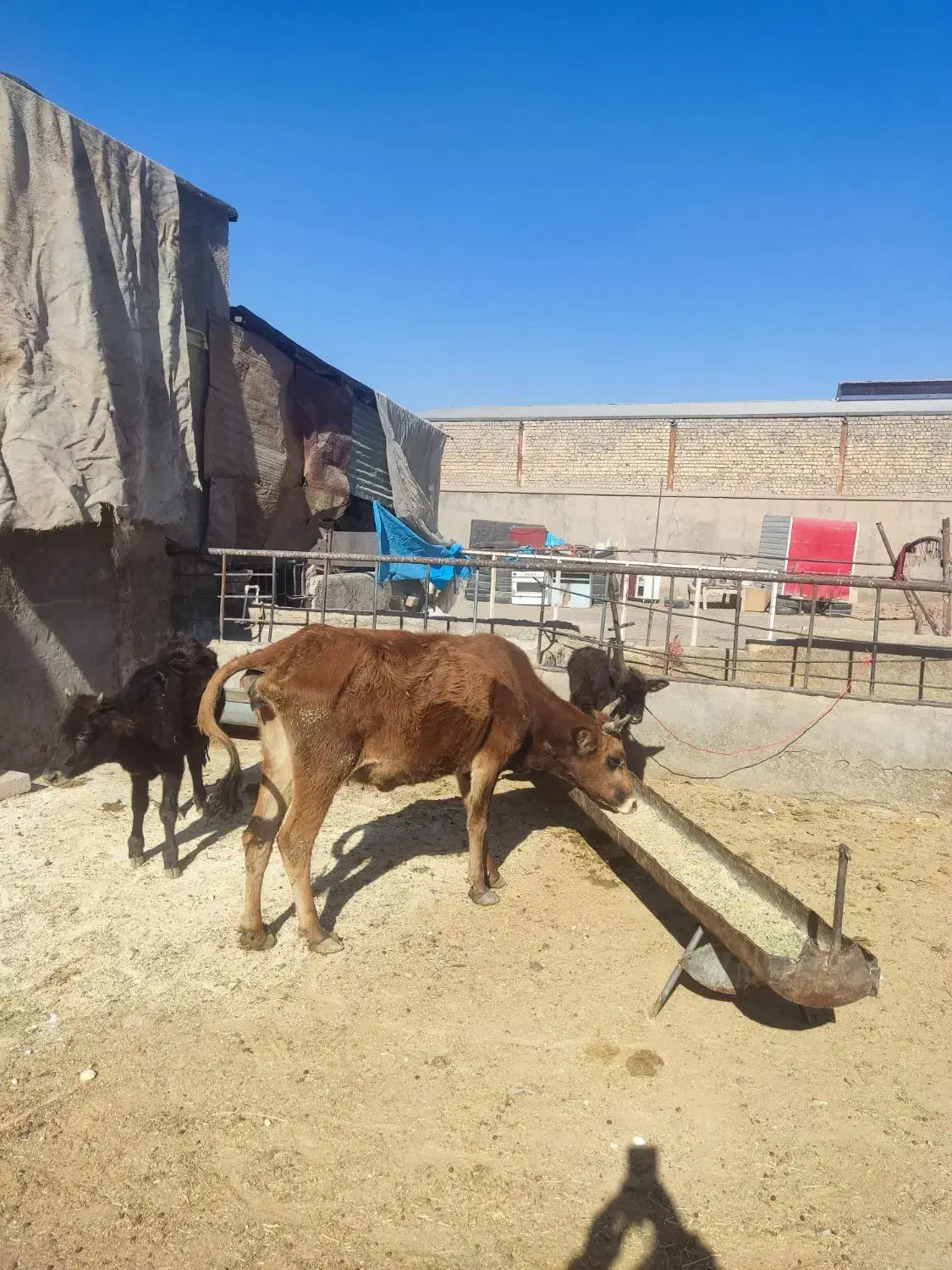 گاو.بادوتا گوساله|حیوانات مزرعه|قم, علی آباد سعدگان|دیوار