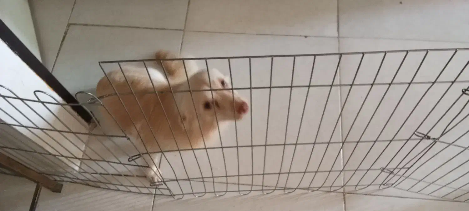 واگذاری تفافقی|سگ|فردیس, نگارستان|دیوار