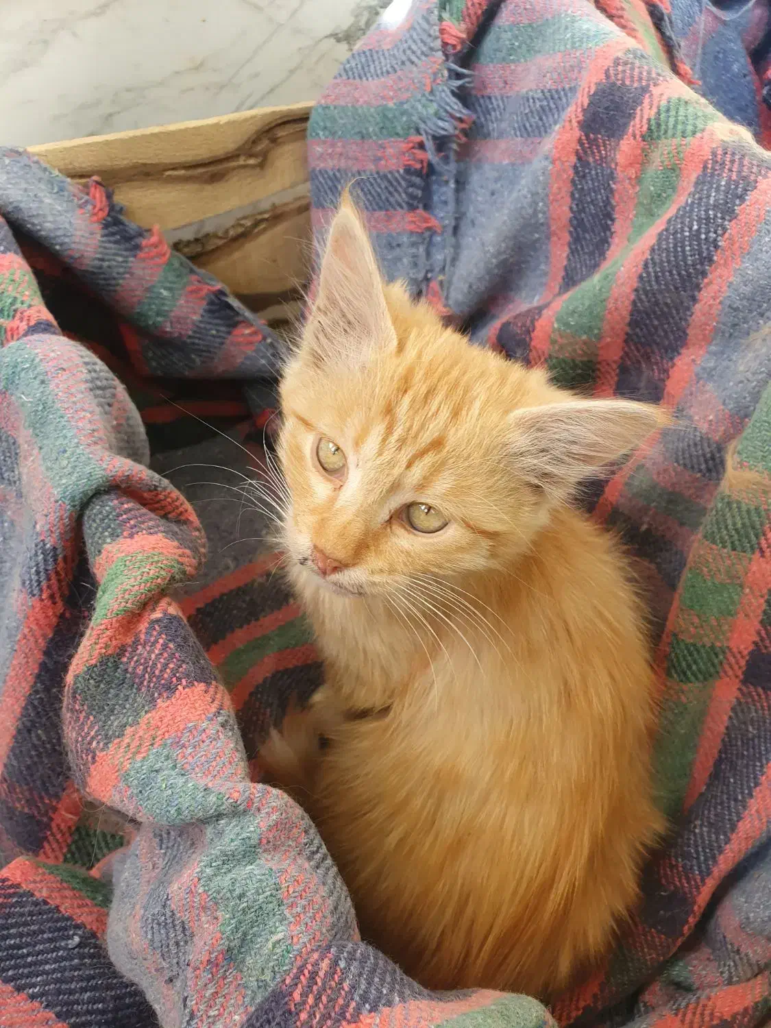 واگذاری گربه|گربه|سقز, |دیوار