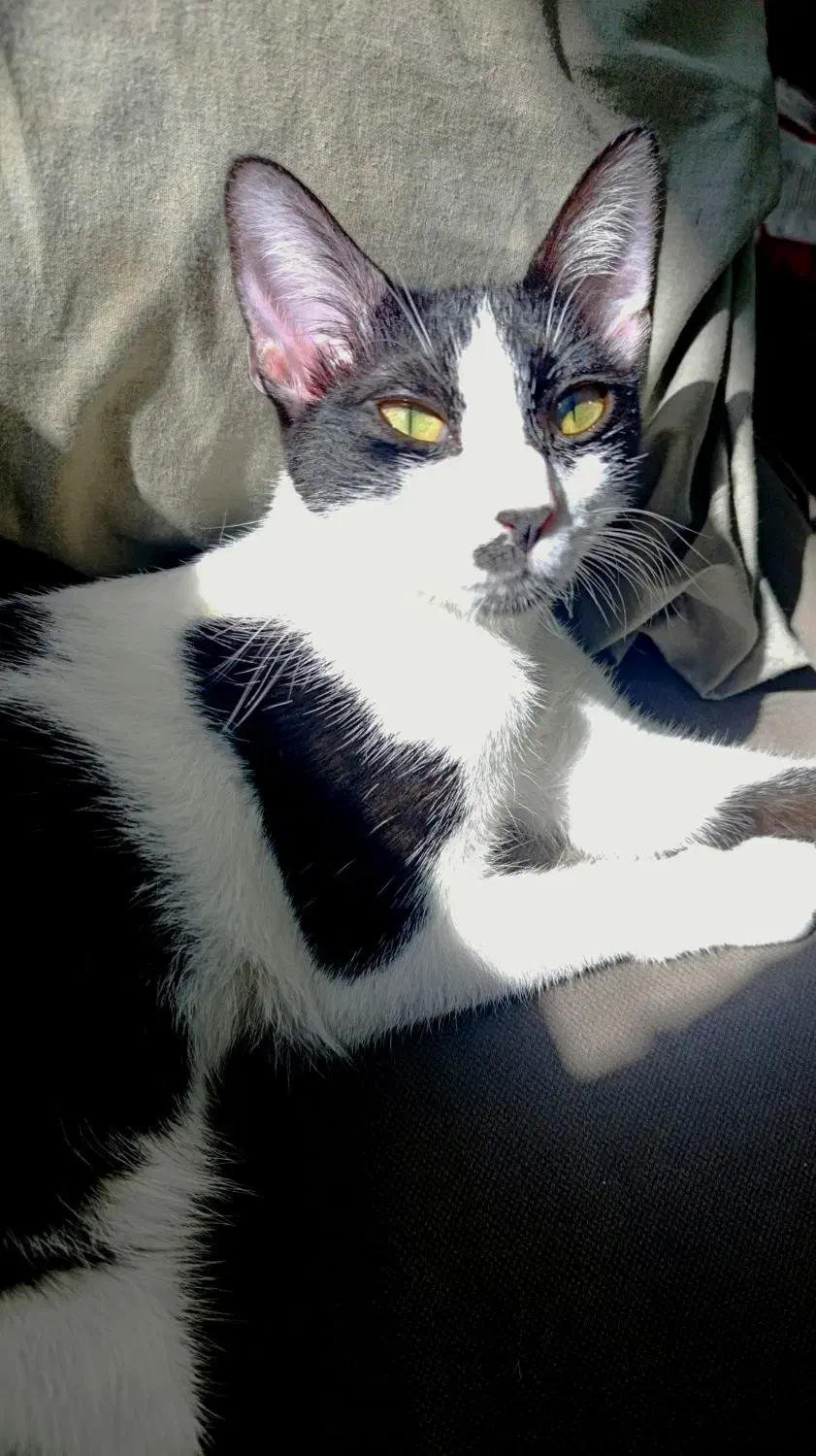 گمشده|حیوانات|کیش, |دیوار