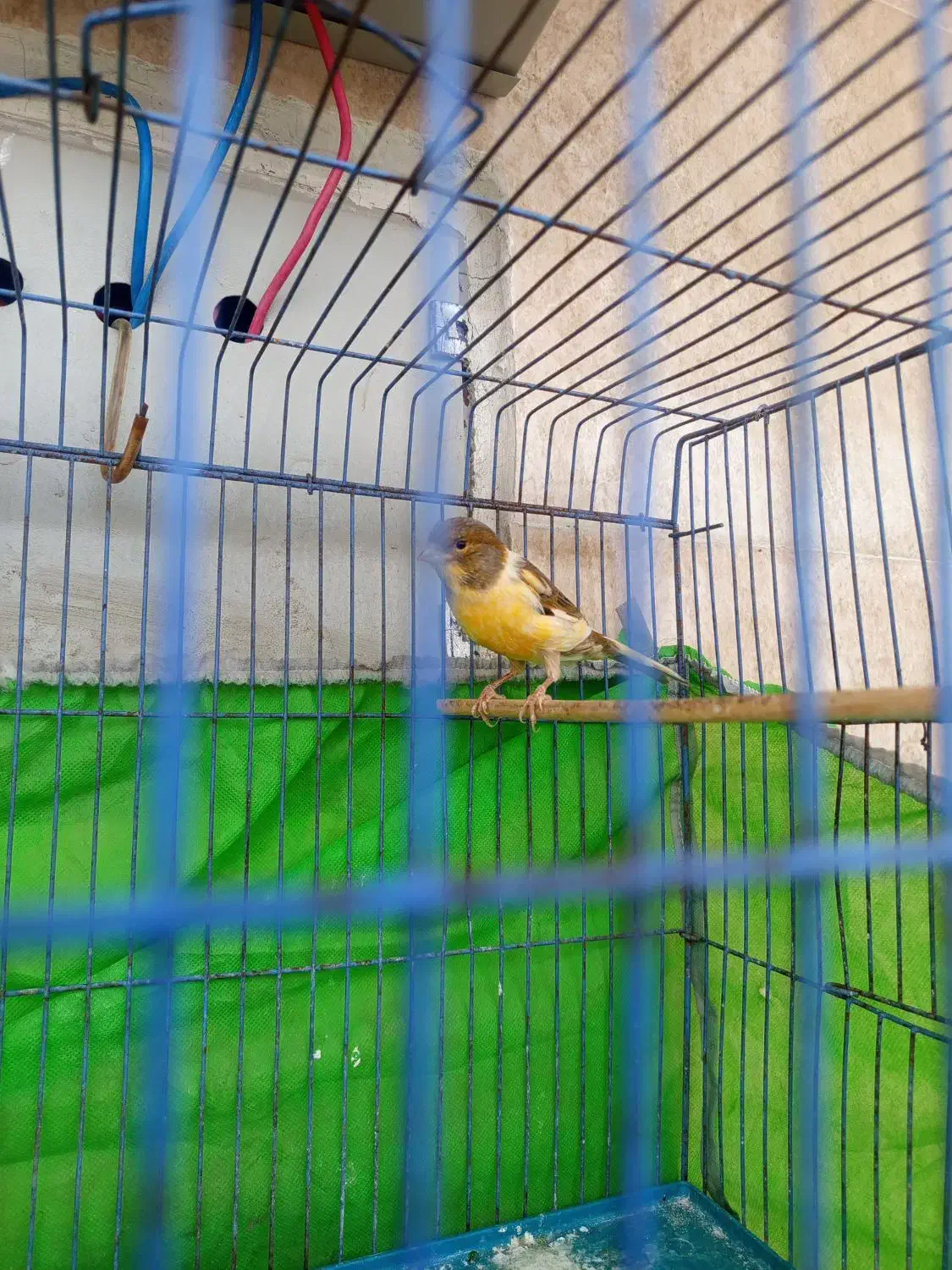 قناری نر|پرنده|اهواز, فتح|دیوار