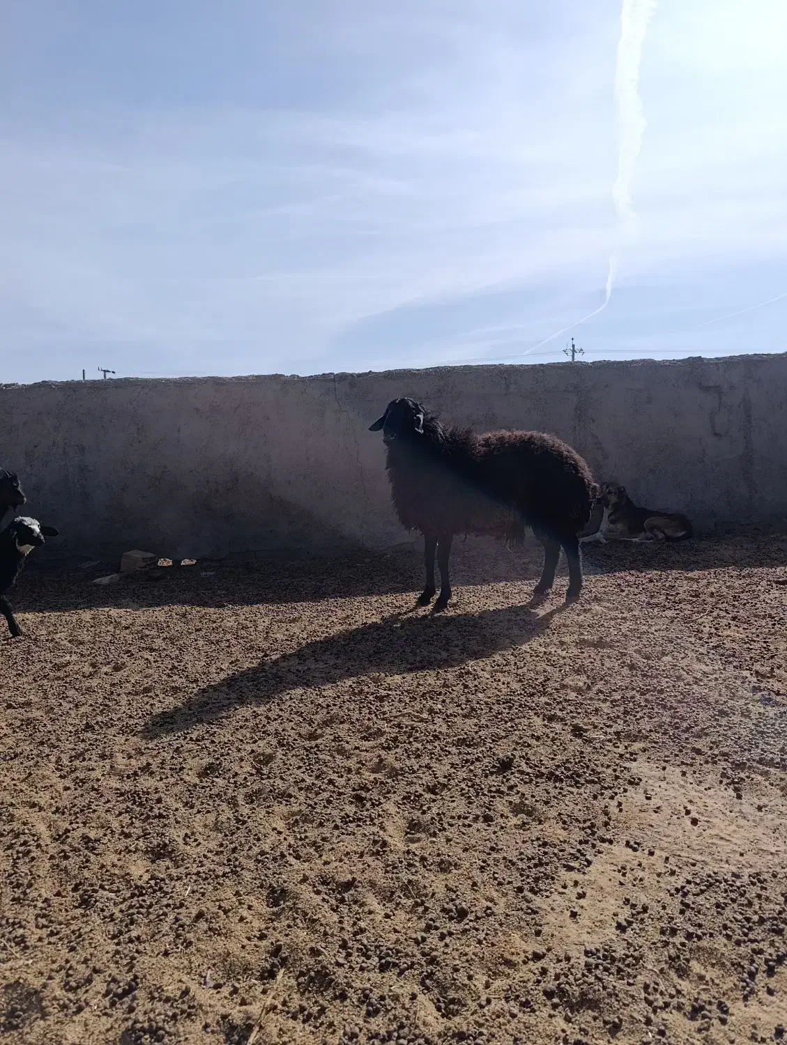 شیشگ قوچ|حیوانات مزرعه|زاویه, |دیوار