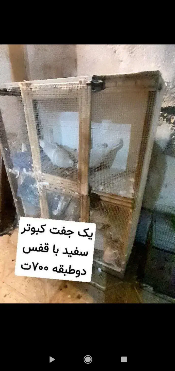 تعدادی وسایل|پرنده|گلبهار, شهر جدید گلبهار|دیوار