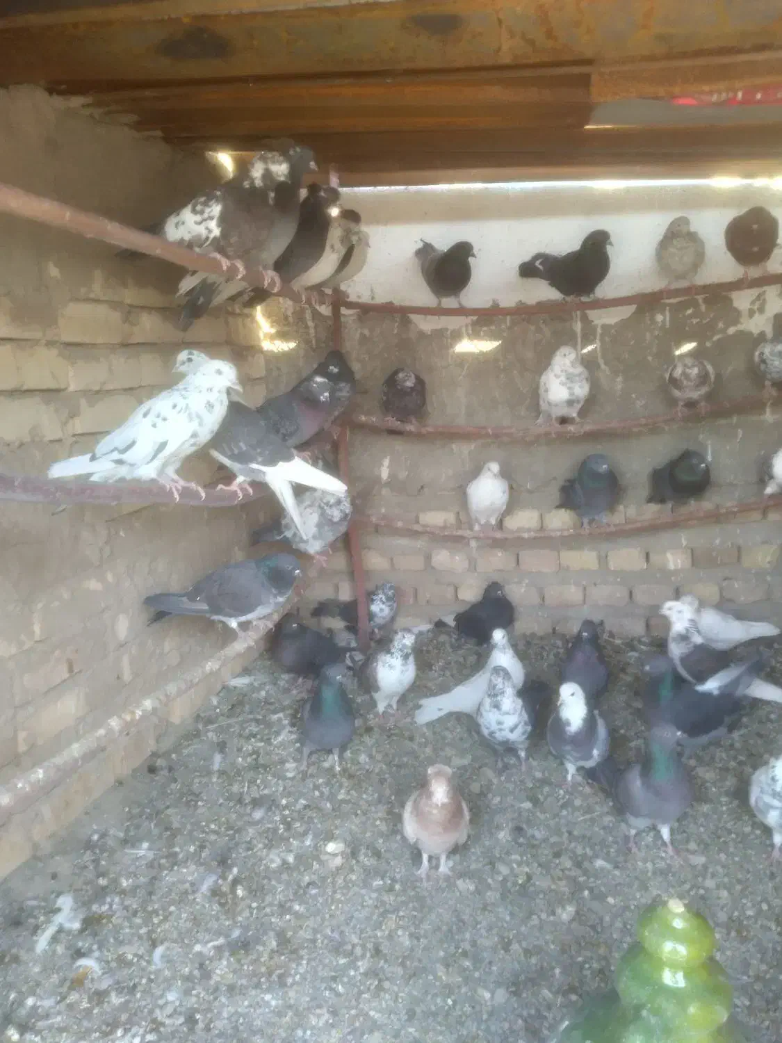 کبوتر|پرنده|جوادآباد, |دیوار