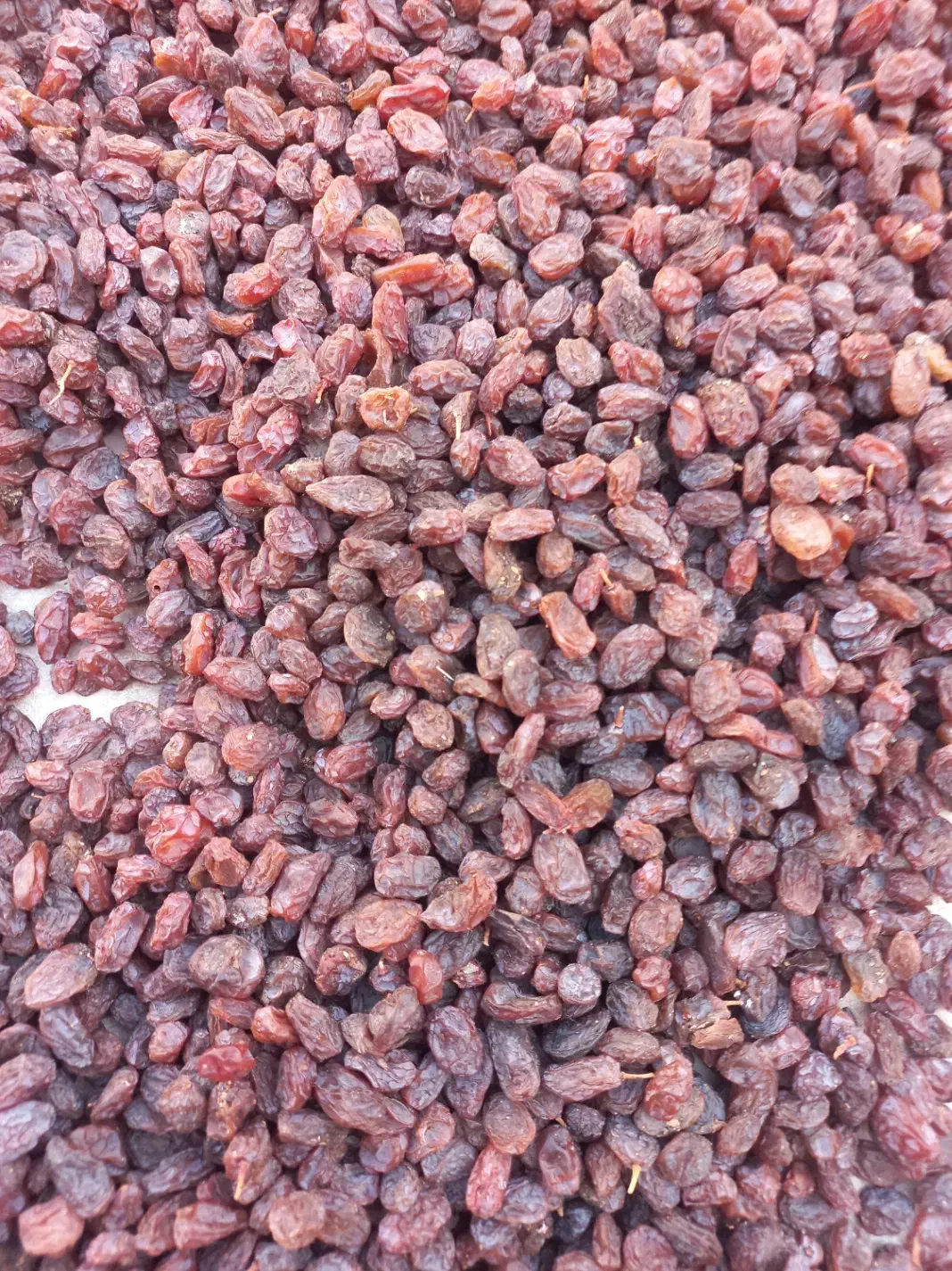 کشمش تاکستان|خوردنی و آشامیدنی|تاکستان, |دیوار