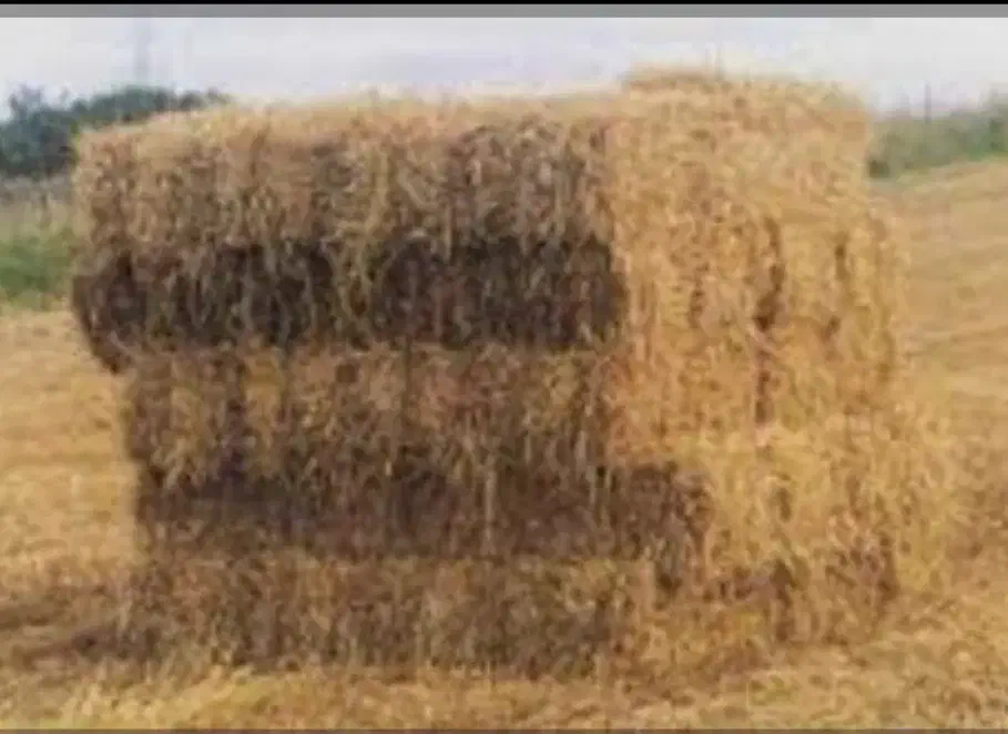 کاه و کلش (سراچینا) خشک کوب|خدمات باغبانی و درختکاری|ضیابر, |دیوار