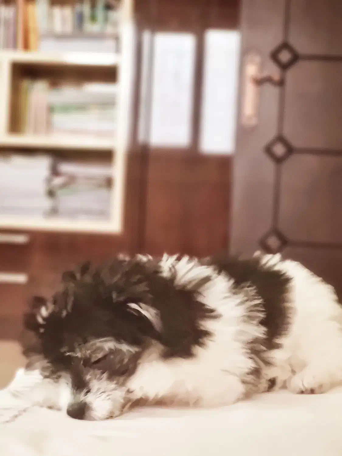 سگ شیتزو|سگ|بوکان, |دیوار