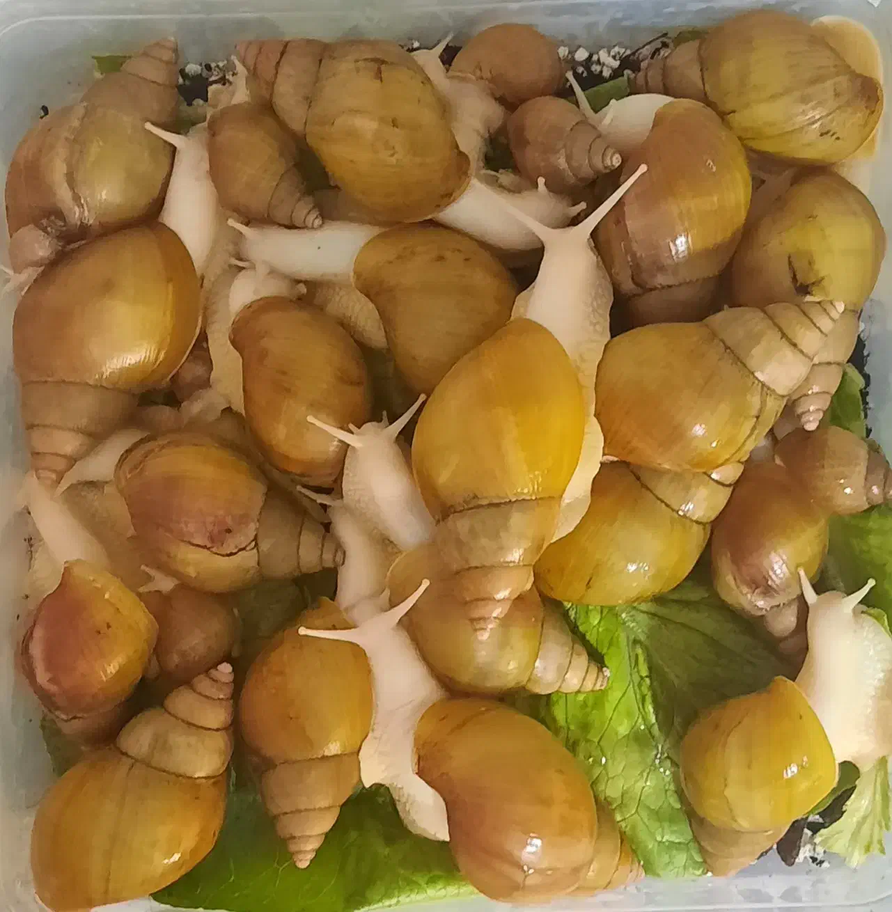 حلزون آچاتینا|خزنده|کرمان, |دیوار