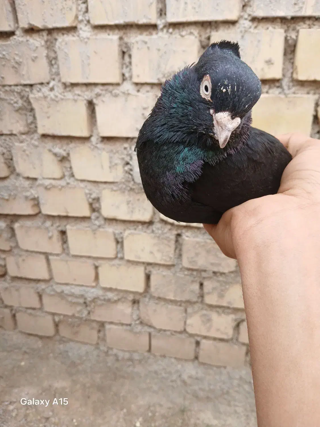 زاغ نر|پرنده|هندیجان, |دیوار