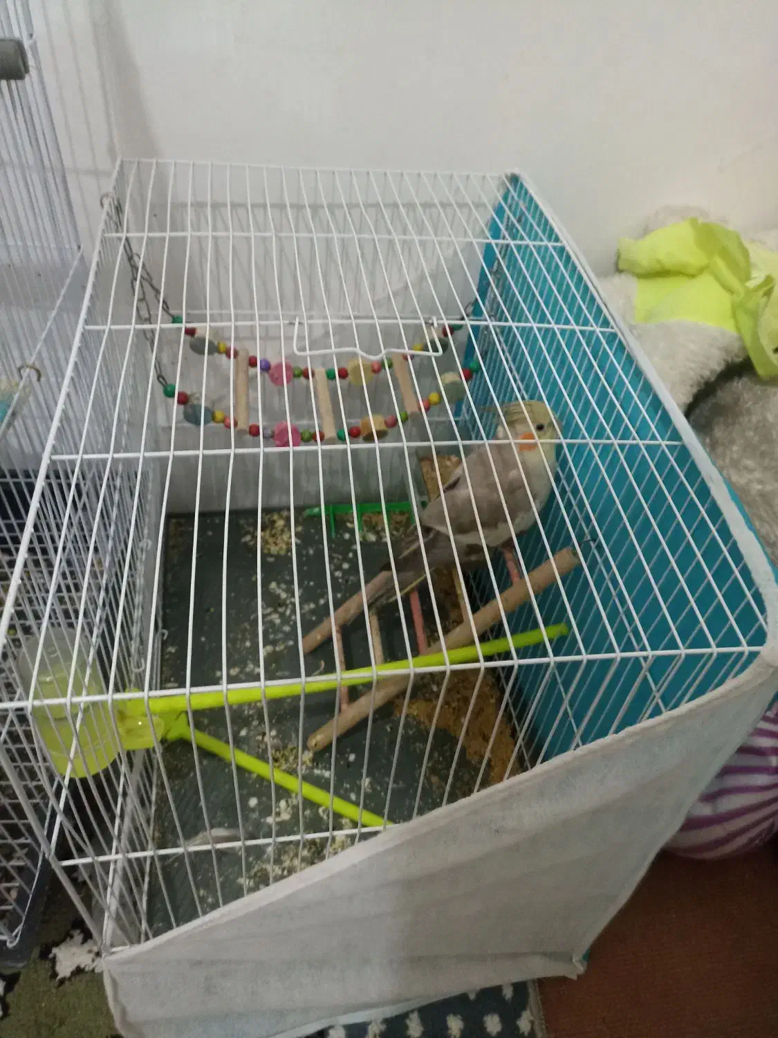 عروس هلندی لوتینو|پرنده|مشهد, هنرور|دیوار