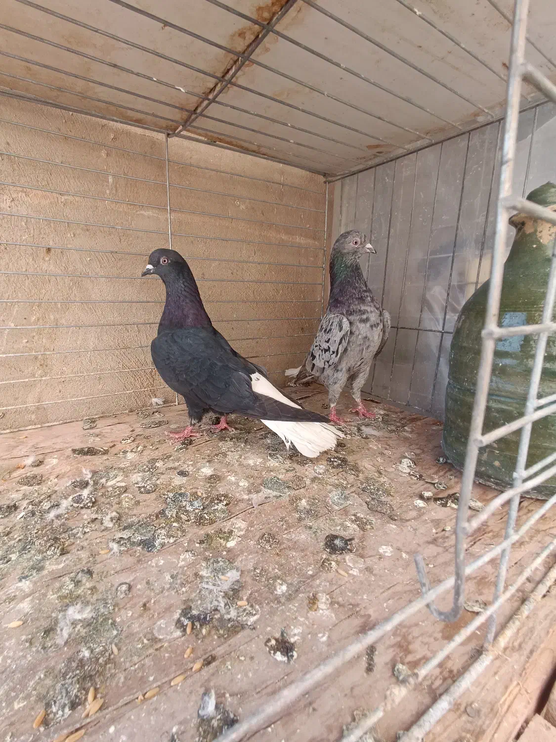 کبوتر|پرنده|مهریز, |دیوار