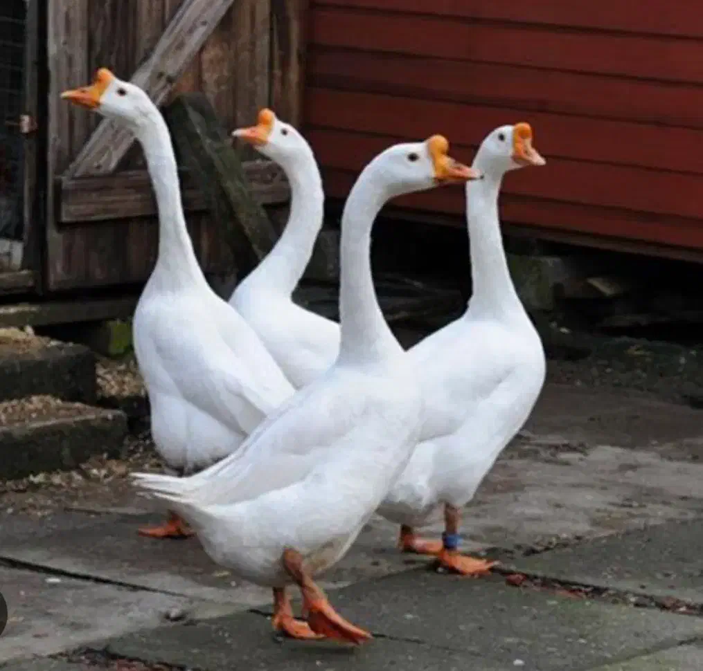 قو غاز محلی سالم و سرحال و خوشمزه|حیوانات مزرعه|کرج, چهارصد دستگاه|دیوار