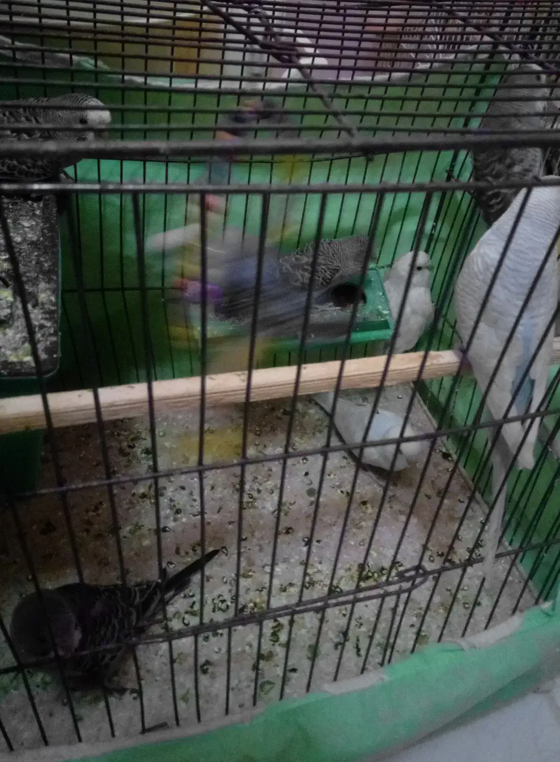 مرغ عشق|پرنده|محمدیه-قزوین, |دیوار