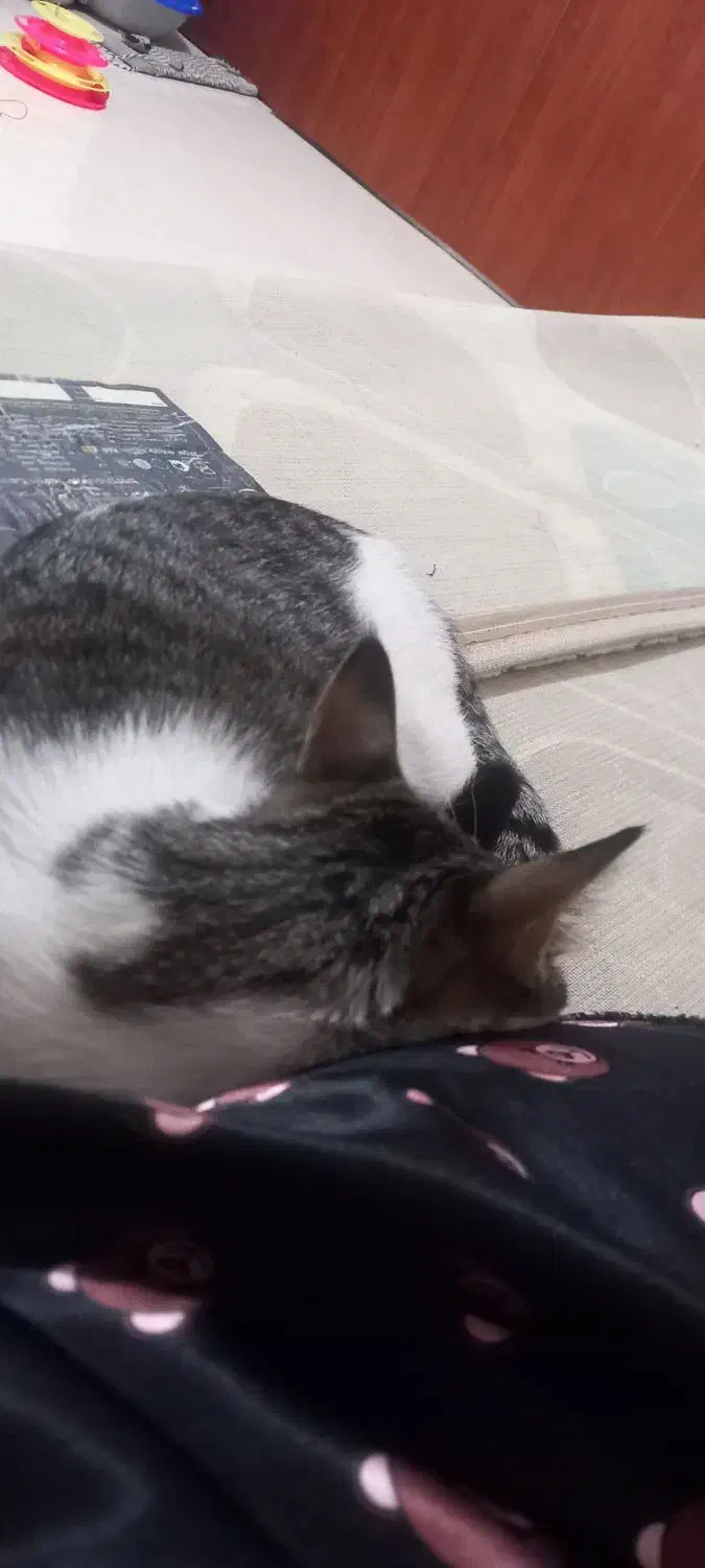 واگذاری گربه|گربه|اندیشه, اندیشه فاز ۲|دیوار