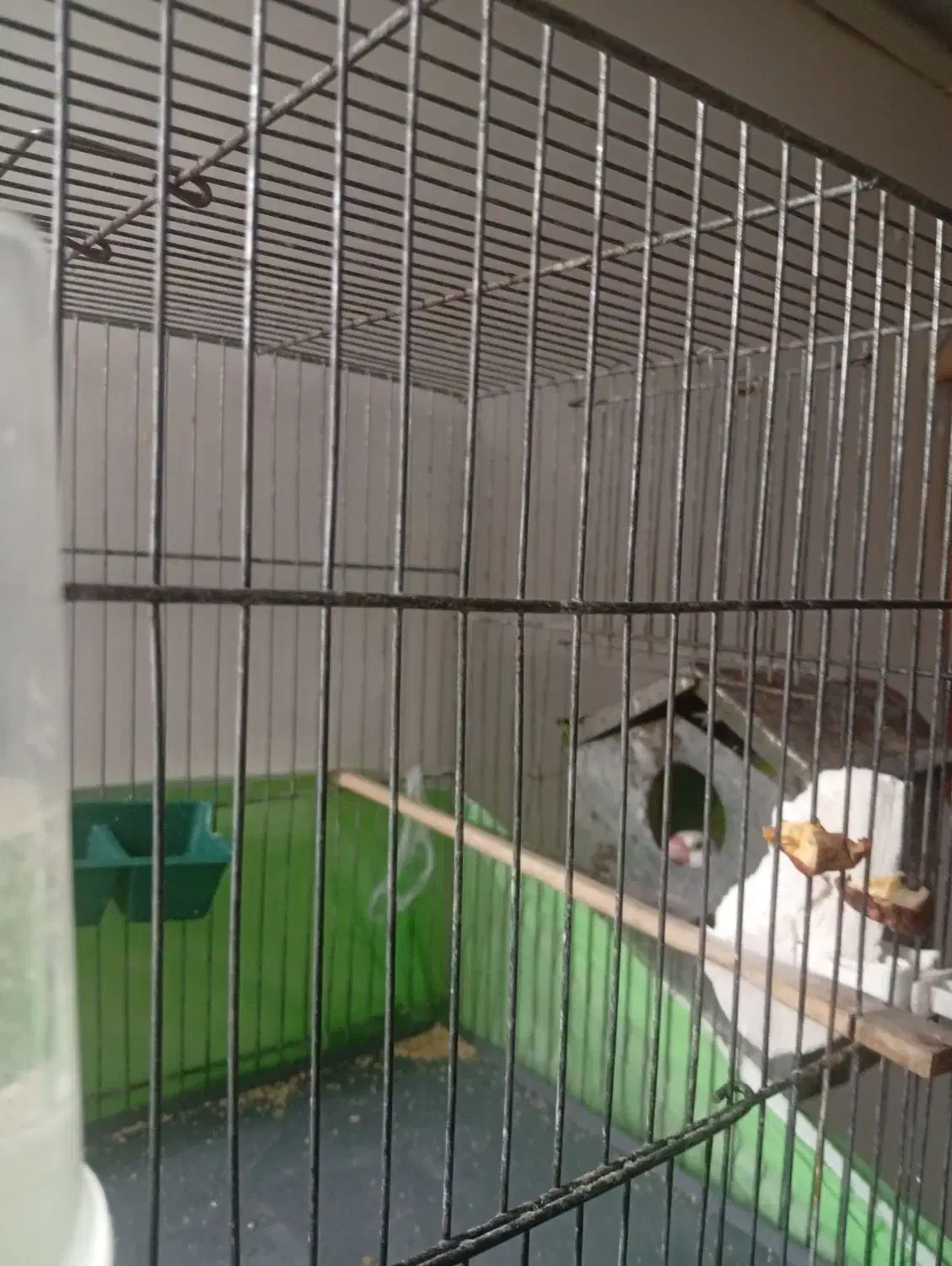 فنج نرگسی|پرنده|قم, دروازه چوبی|دیوار