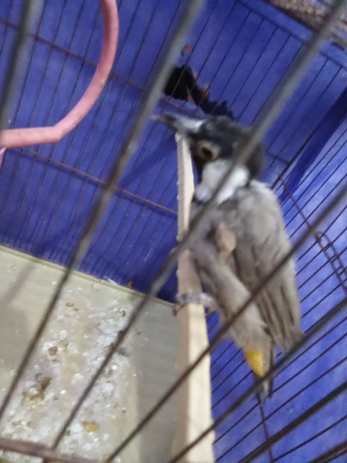 پرنده|پرنده|شادگان, |دیوار