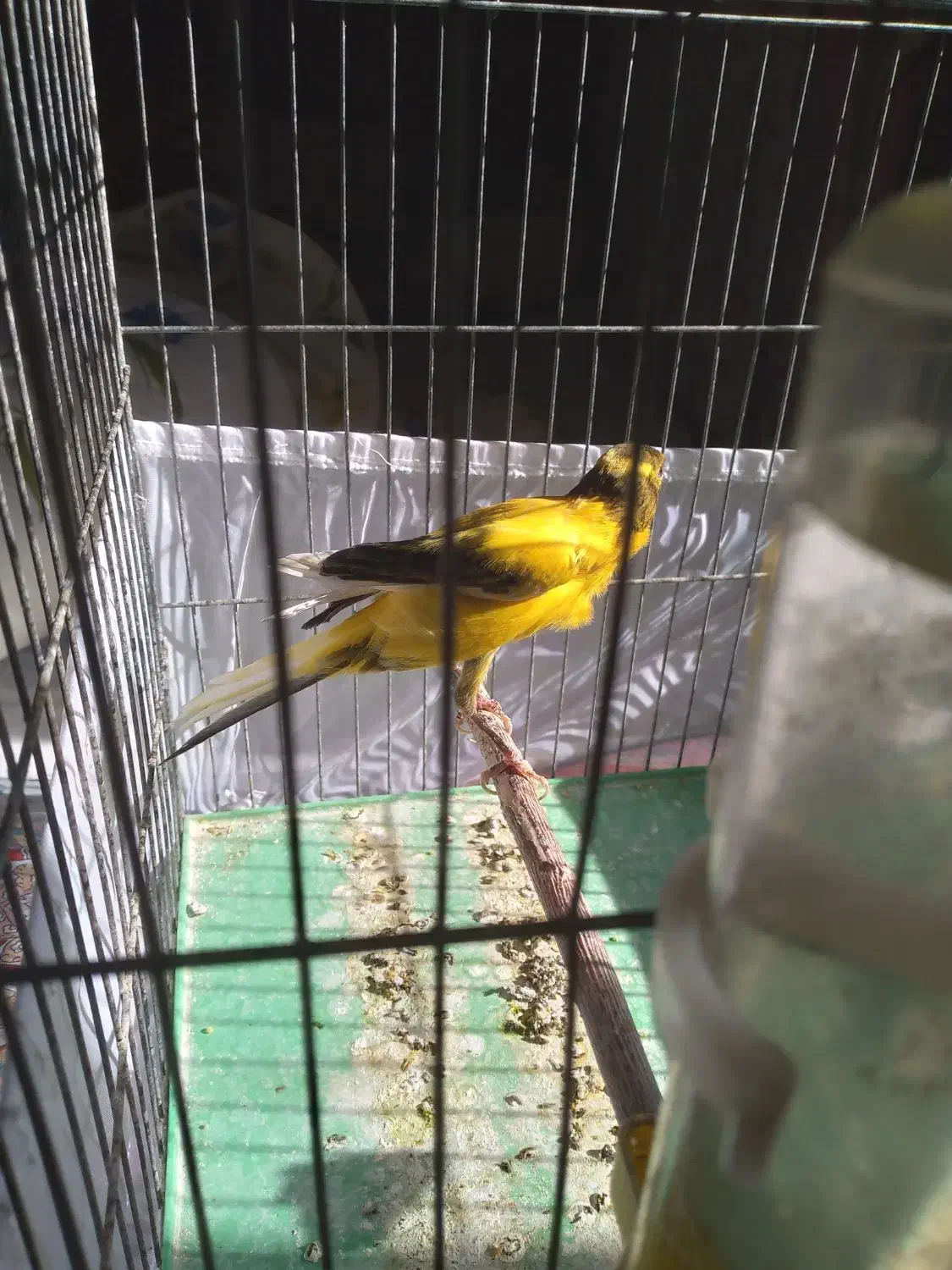 قناری ماده اماده بلند|پرنده|رودهن, |دیوار