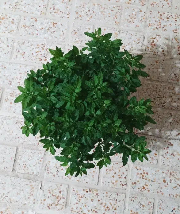 گوجه تزئینی|گل و گیاه طبیعی|شهریار, شهریار|دیوار