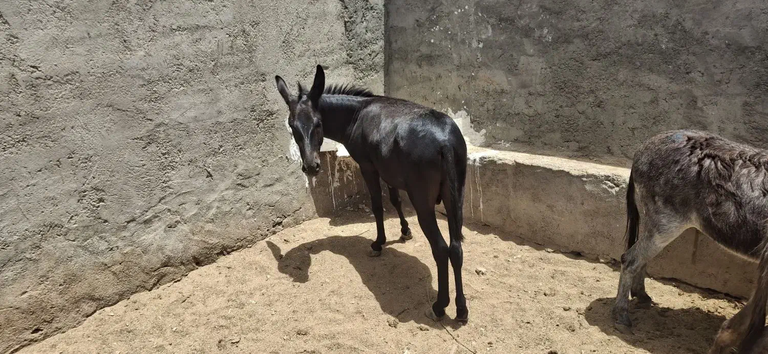 فروش سه تا خر دوتا ماده ویکی نر|حیوانات مزرعه|اردکان, |دیوار