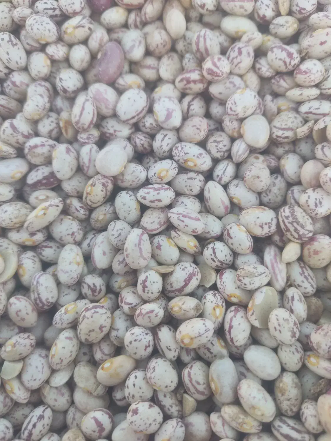 لوبیا چیتی|خوردنی و آشامیدنی|اهواز, ۳۰ متری|دیوار