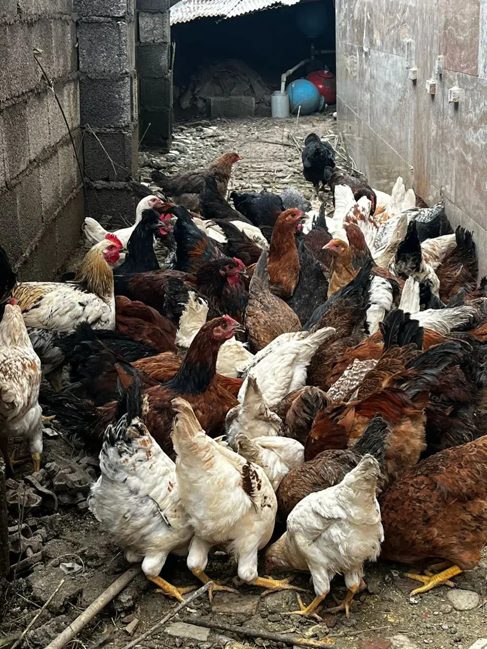 فروش مرغ تخمگذار و نیمچه گلپایگانی|حیوانات مزرعه|رشت, لاکان شهر|دیوار