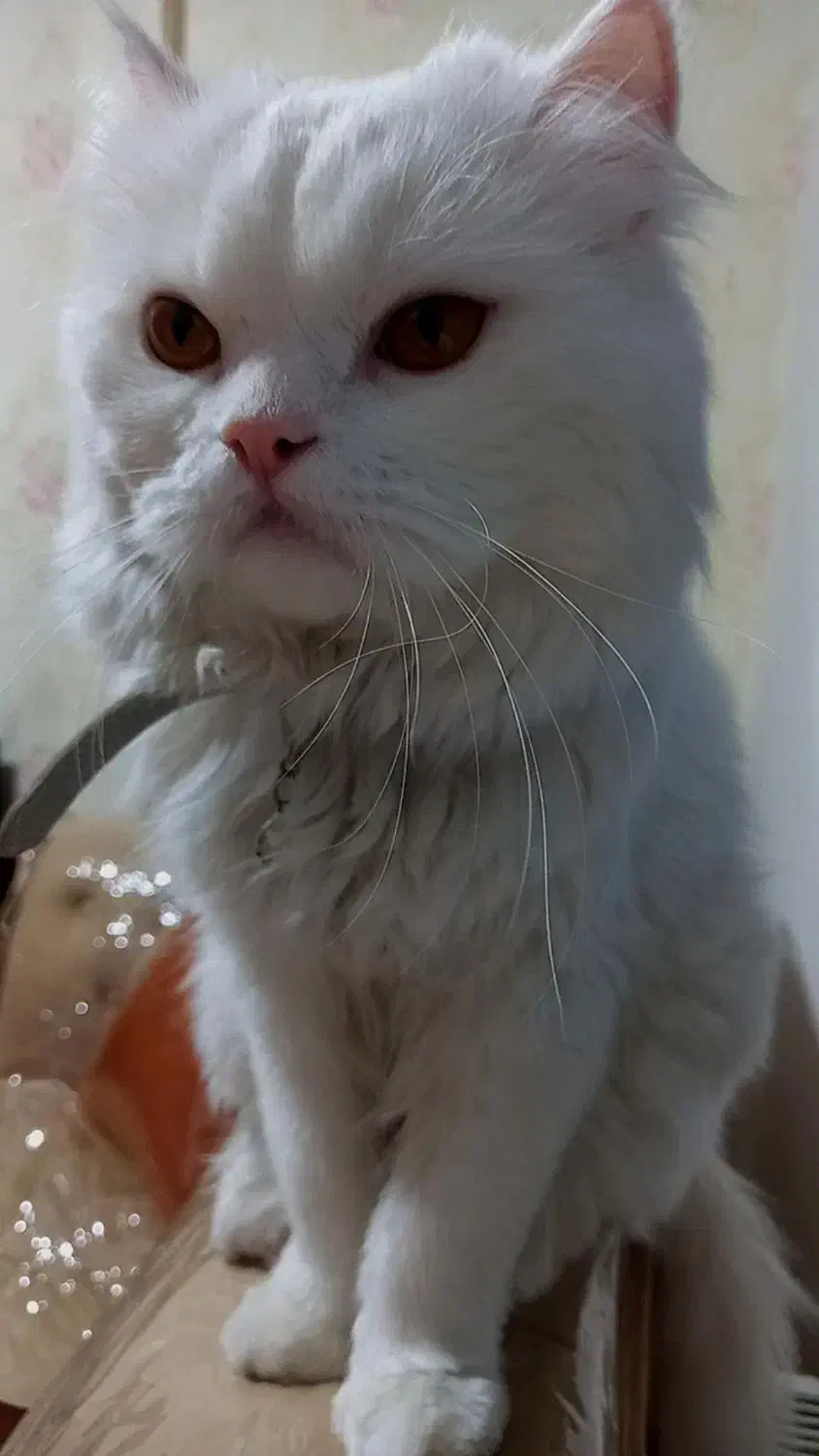 گربه اسکاتیش پرشین نر|گربه|نیشابور, ده حلاج|دیوار