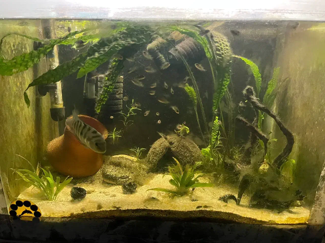 ماهی سیچیلاید گورخری|ماهی|آمل, |دیوار