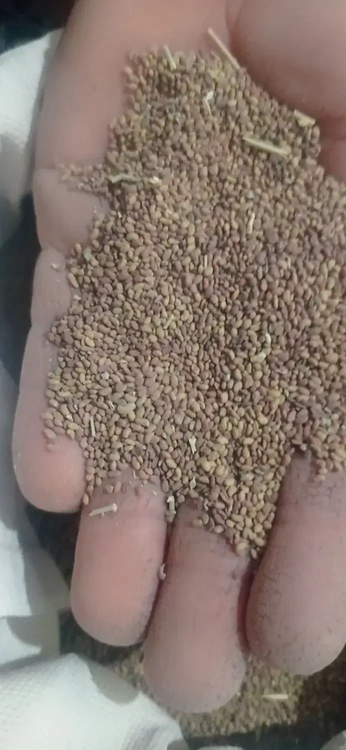 بذر یونجه|عمده‌فروشی|جیرفت, |دیوار