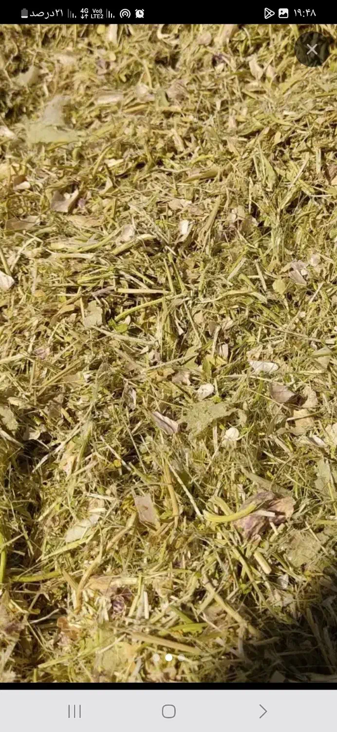 خوراکدام وطیور|لوازم جانبی حیوانات|زرند, |دیوار