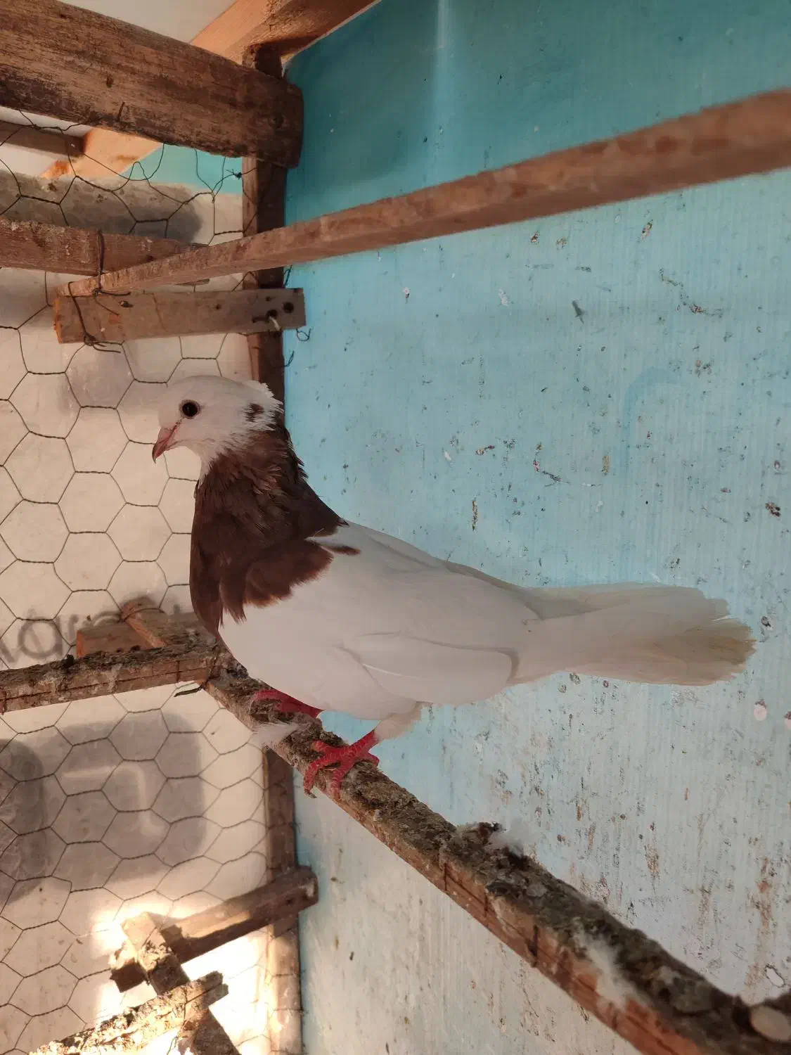 طوقی ماده کلاه دار|پرنده|قائمشهر, |دیوار