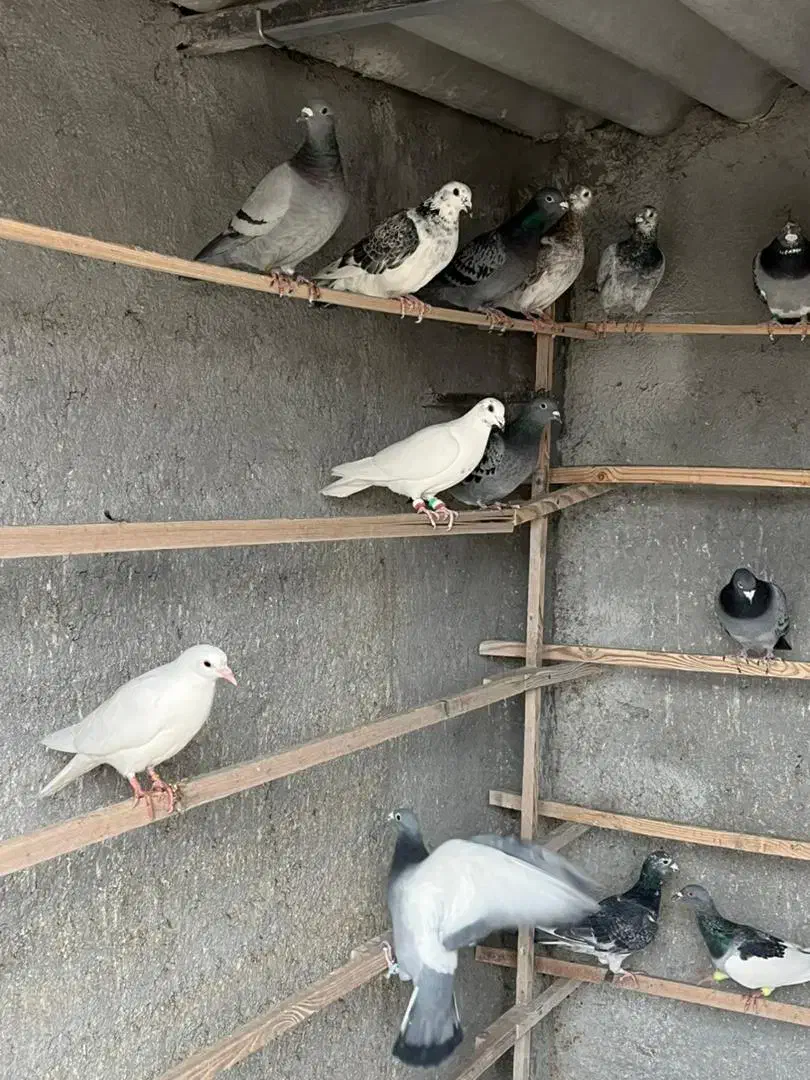 کبوتر پلاکی المانی|پرنده|معصومیه, |دیوار