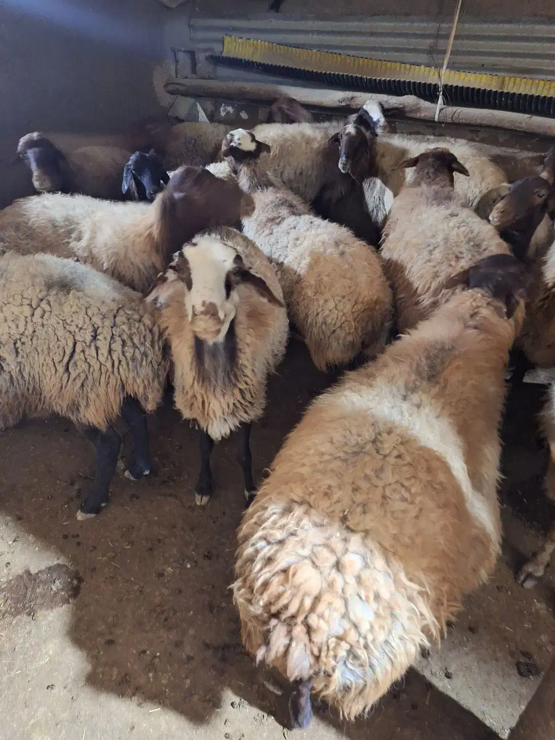 گوسفند فروشی|حیوانات مزرعه|بیجار, |دیوار