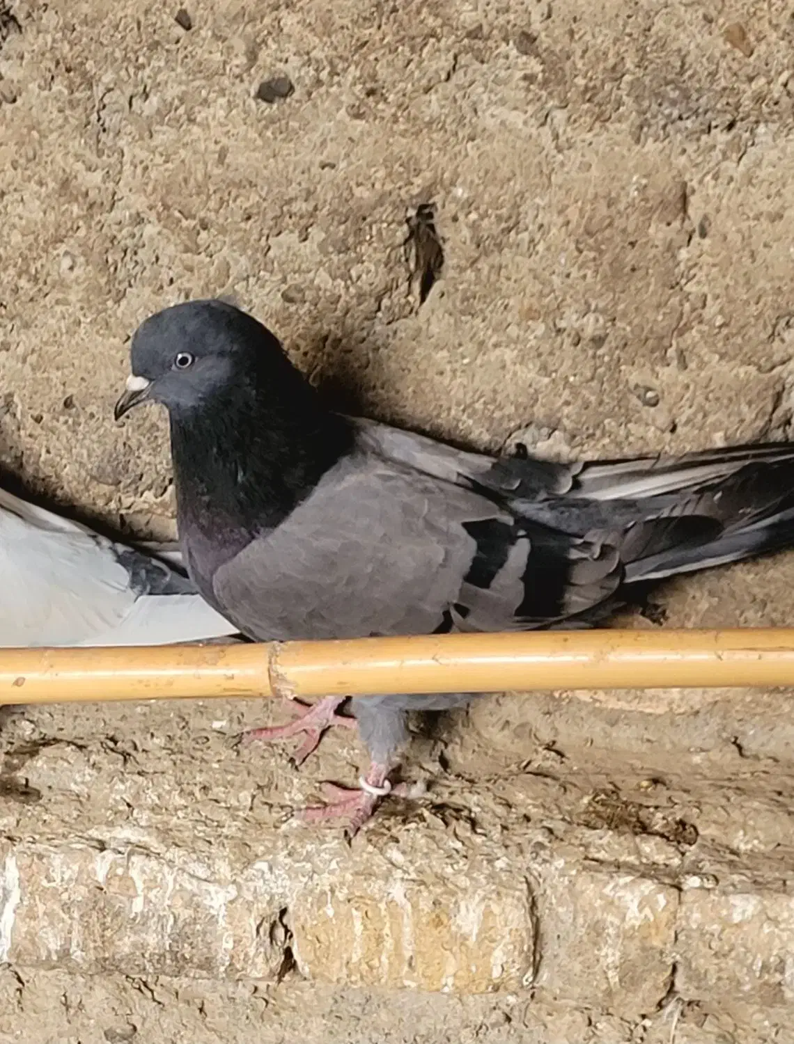 کبوتر پرشی|پرنده|آق قلا, |دیوار