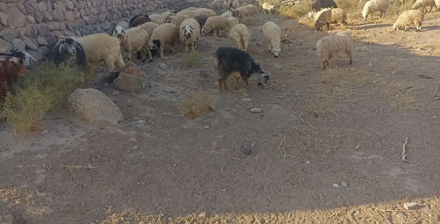 گوسفند فروشی|حیوانات مزرعه|بم, |دیوار