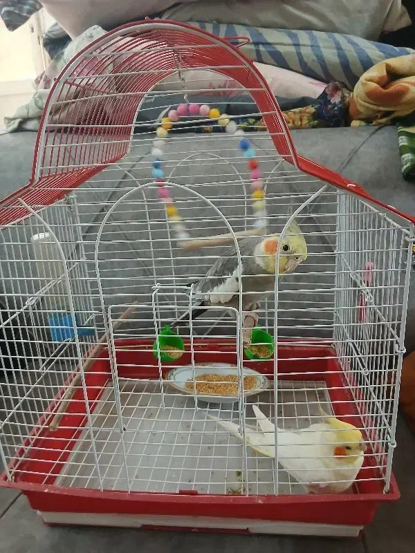 عروس هلندی جفت  باقفس|پرنده|قم, زنبیل آباد|دیوار