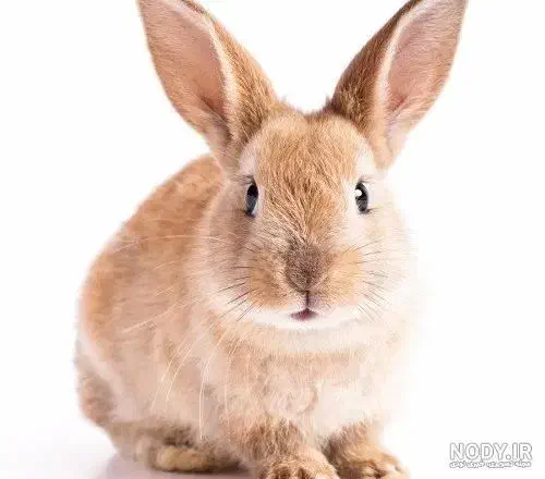 فروش بچه خرگوش قهوه ای بسیار زیبا|موش و خرگوش|ساری, |دیوار