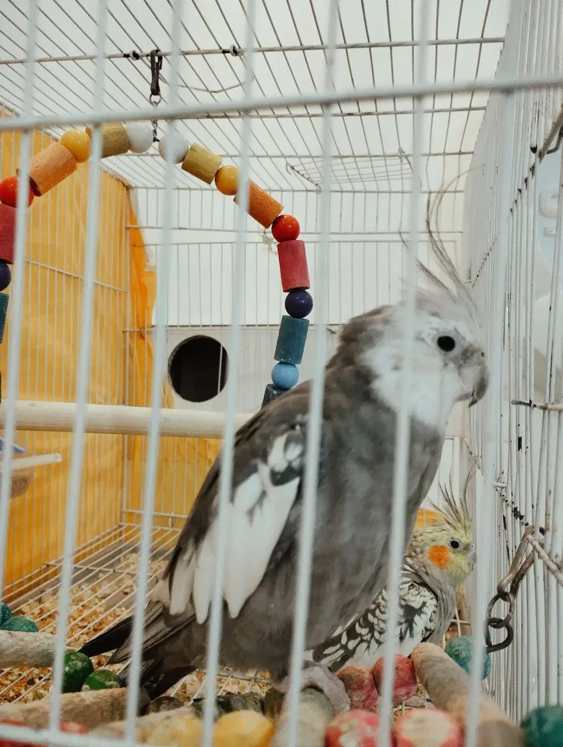 عروس هلندی جفت|پرنده|مشهد, شهرک مطهری|دیوار