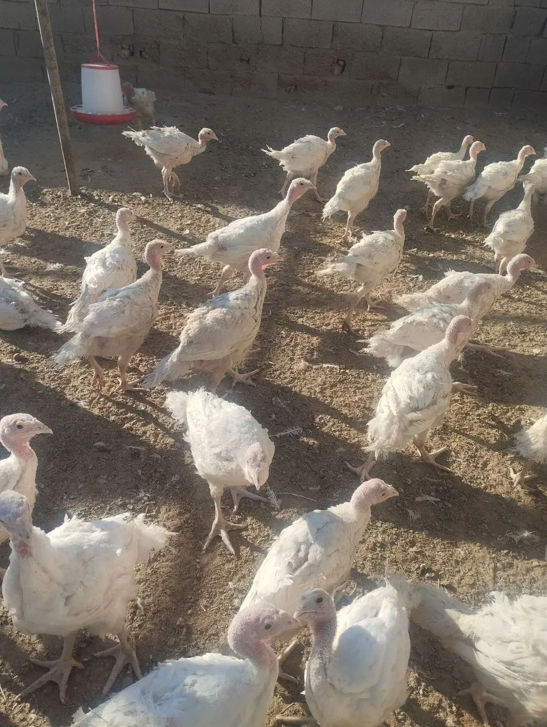 بوقلمون|حیوانات مزرعه|داراب, |دیوار